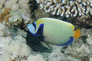 Framed Print : Colourful emperor angelfish (Pomacanthus imperator) swimming around corals in the living ocean Framed Print : Colourful emperor angelfish (Pomacanthus imperator) swimming around corals in the living ocean