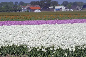 A colourful field of tulips with white