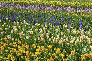 Colourful flower bed with tulips