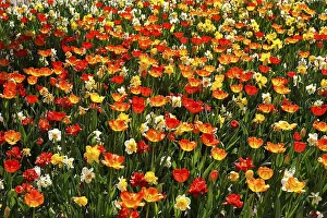 Colourful flower bed with tulips (Tulipa) and daffodils (Narcissus)