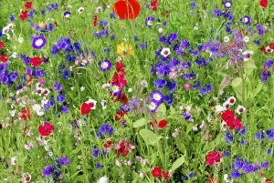 Colourful flower field with various small flowers in full blaze of colour
