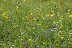 Colourful flower meadow, Munsterland