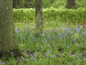 Colourful flowers and spring plants in the undergrowth of a dense forest with several trees