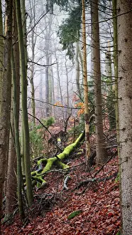 Colourful forest with moss-covered trees and falling autumn leaves