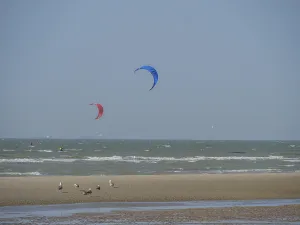Colourful kites float in the sky while birds stroll along the beach