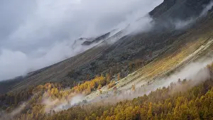 Colourful larches and fog in autumn on the mountainside