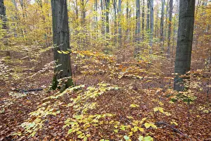 Colourful leaves in the copper beech (Fagus sylvatica) forest in autumn