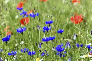 Colourful meadow with blue cornflowers and red poppies in a natural summer setting