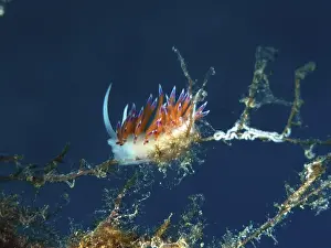 Colourful migratory snail (Cratena peregrina)