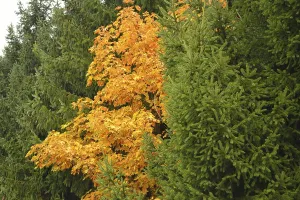 Colourful mixed forest in autumn