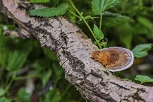 A colourful mushroom grows on a rustic tree trunk in the forest
