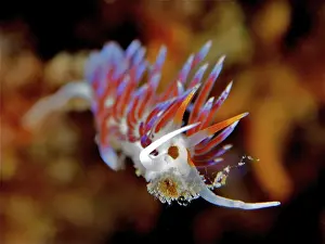 Colourful nudibranch with bright orange-blue colours