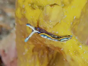 Colourful nudibranch, Hopes Elysia