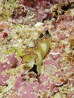 A colourful nudibranch, sapsucker