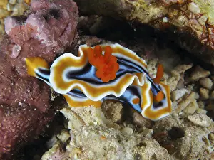 Colourful nudibranch with wavy edges and striped pattern