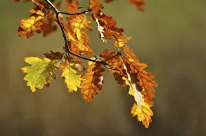 Colourful oak leaves in autumn