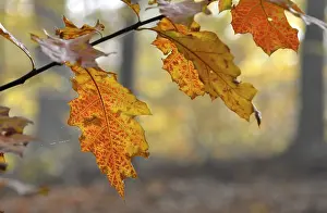 Colourful oak leaves in autumn forest
