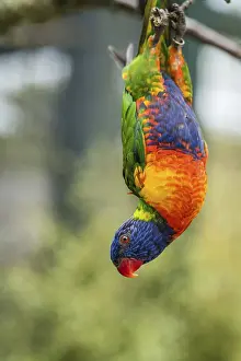 Colourful parrot Rainbow called Lorikeet