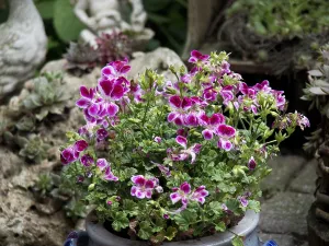 Colourful pelargoniums blooming profusely in a flower pot among other plants