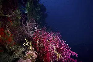 Colourful purple and yellow corals