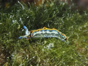 A colourful sea nudibranch, Hopes Elysia