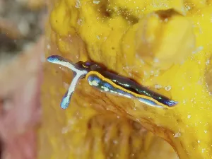 A colourful sea nudibranch, Hopes Elysia