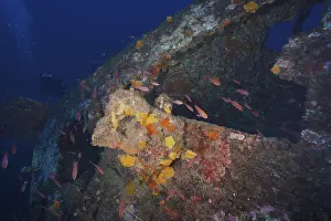 Colourful sea sponges and fish