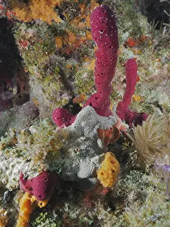 Colourful sea sponges in various shapes and colours