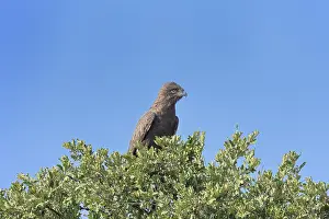 Colourful snake eagle (Circaetus cinereus)