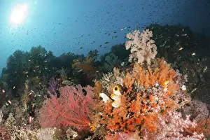Colourful soft coral, Dendronephthya sp