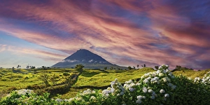 Colourful sunset over the volcanic cone of Pico and a magnificent hedge of hydrangeas in the foreground