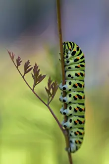 Colourful swallowtail (Papilio machaon) caterpillar hanging from a plant stem