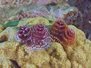 Colourful tubeworms, Christmas tree worm (Spirobranchus giganteus)