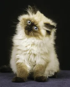 Colourpoint Persian Domestic Cat