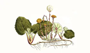 Coltsfoot (Tussilago farfara), digitally restored reproduction of an original from the 19th century