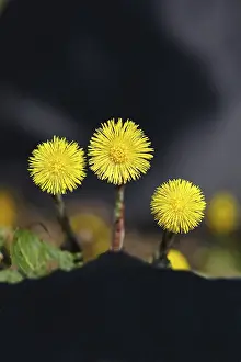 Coltsfoot (Tussilago farfara), flowers on a forest path
