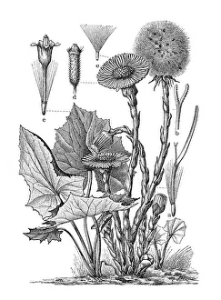 Coltsfoot (Tussilago farfara), historical illustration