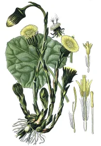 Coltsfoot (Tussilago farfara), a medicinal plant