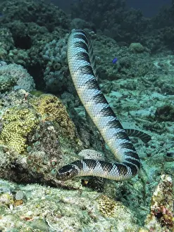 Colubrine sea krait ( Laticauda colubrina) in coral reef
