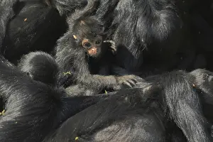 Columbia colombian spider monkeys (Ateles fusciceps robustus)
