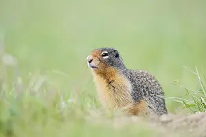 Columbia ground squirrel (Urocitellus columbianus)