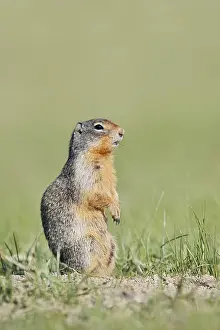 Columbia ground squirrel (Urocitellus columbianus)