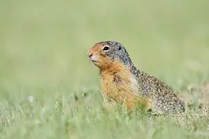 Columbia ground squirrel (Urocitellus columbianus)