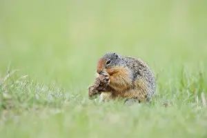 Columbia ground squirrel (Urocitellus columbianus)