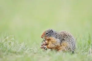 Columbia ground squirrel (Urocitellus columbianus)