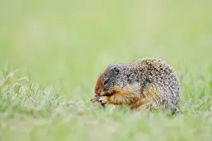 Columbia ground squirrel (Urocitellus columbianus)