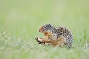 Columbia ground squirrel (Urocitellus columbianus)
