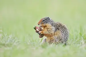 Columbia ground squirrel (Urocitellus columbianus)
