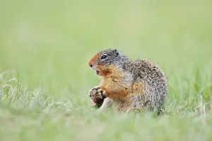 Columbia ground squirrel (Urocitellus columbianus)