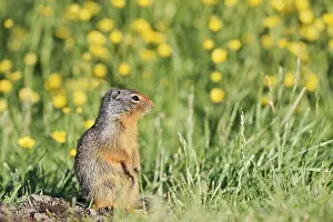 Columbia ground squirrel (Urocitellus columbianus)